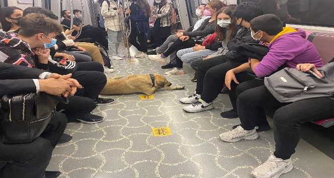 (Özel) İstanbul’un gezgin köpeği “Boji” Ataşehir’de kameralara yakalandı