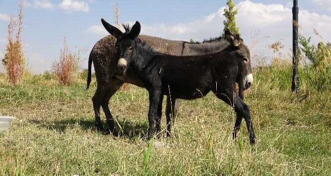 Türkiye’de nadir bilinen melez hayvan: Bardo