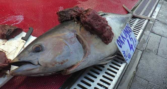 Kayseri’de 1.5 metrelik orkinos satışa çıktı