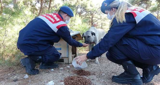 Çanakkale’de, Dünya Hayvanları Koruma Günü’nde sokak köpeklerini beslediler