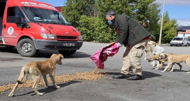 Erzincan’da sokak hayvanları için besleme çalışması yapıldı