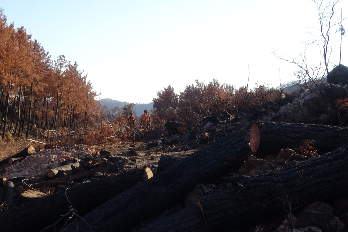 Yanan ağaçlar kesilirken, yeniden filizlenen ağaçlara dokunulmuyor