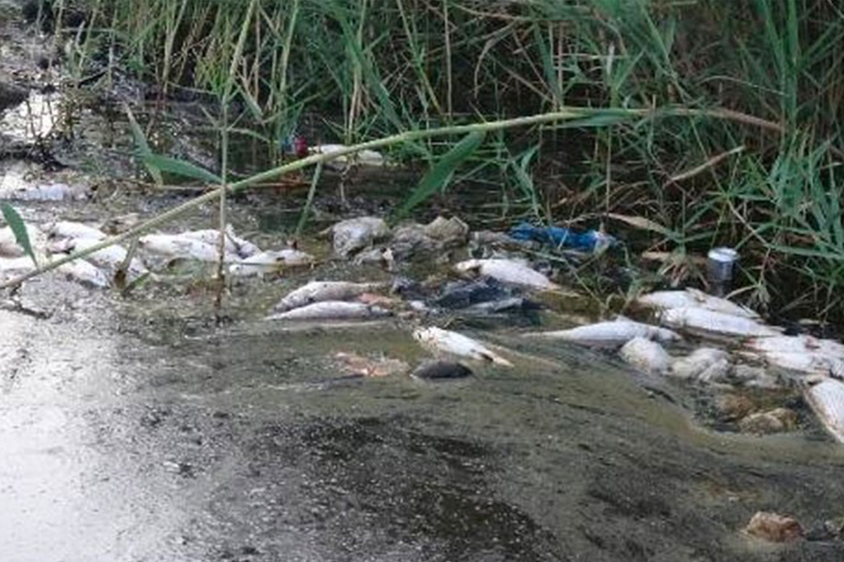 Balık ölümlerinin yaşandığı Sarıgöl&#039;de çalışma başlatıldı