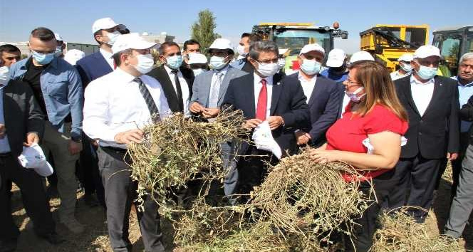 Yer fıstığı üretiminde rekor artış yapan Şırnak’ta şenlikli hasat