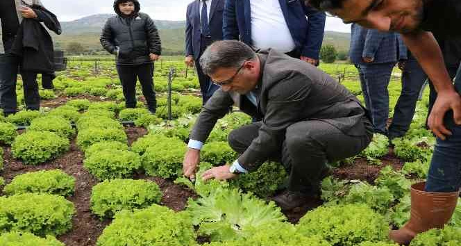 Vali Balcı, marul hasadı yaptı