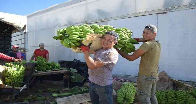 Muz seralarında yeni hasat başladı, rekolte artınca fiyat düştü