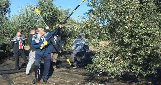 Merhum iş adamının anısına zeytin hasadı yapıldı