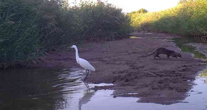 Kırıkkale’de yaban hayatı fotokapanla görüntülendi