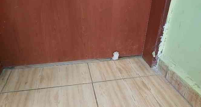 Patileriyle sınıfın kapısını açmak isteyen yavru kedinin gülümseten o anları kamerada