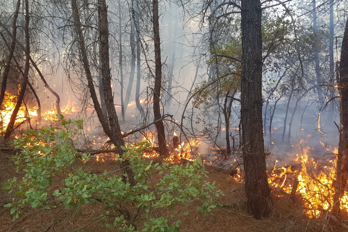 Kütahya&#039;da orman yangını