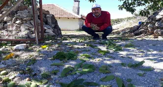 Şebin Cevizi hasadı üreticiyi üzdü, Mayıs ayında yaşanan zirai don rekoltede yüzde 90 oranında düşüşe neden oldu