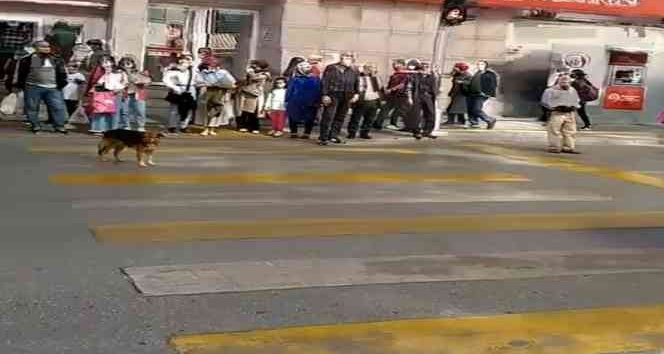 Kırmızı ışıkta bekleyip yeşil ışıkta geçen köpek görenleri şaşırtıyor