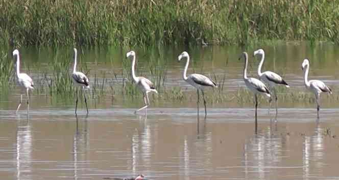 Flamingolar göç yolculuğunda Tokat’ta konaklıyor