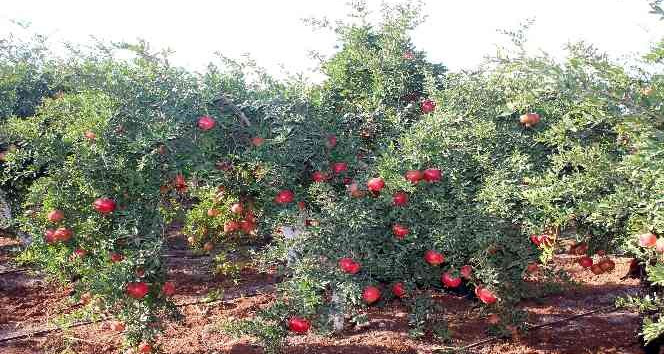Kilis’te nar hasadı başladı