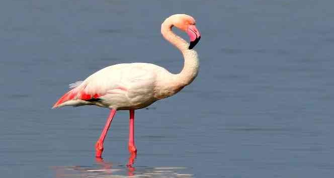Kuş Oteli, yeni misafirlerini ağırlıyor