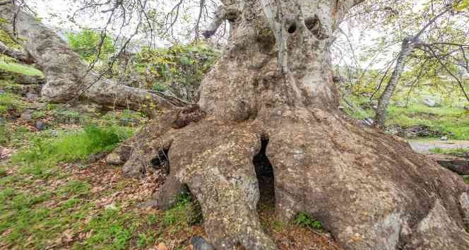 Tunceli’deki ‘Doğu çınarı’ anıt ağaç olarak tescil edildi