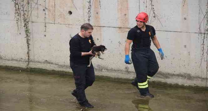 Dere yatağında mahsur kalan yavru köpeği itfaiye ekibi kurtardı