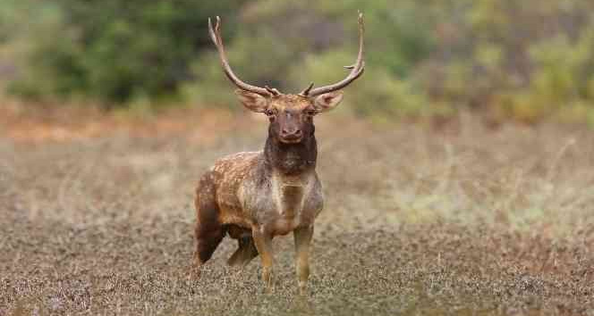 Üreme döneminde böğüren ala geyiklerin sesi 5 kilometre öteden işitiliyor