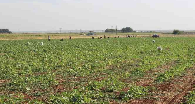 Kilis’te turşuluk hıtta acur zamanı