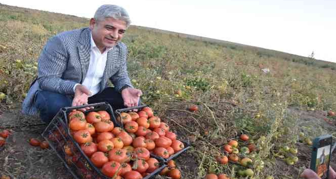 Bitlis’te 200 bin ton domatesten 400 milyon TL gelir bekleniyor