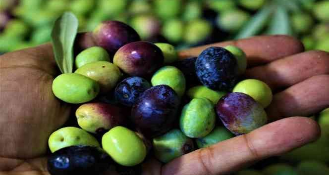 Tescille önü açılan Mut zeytinyağı Avrupa’ya ihraç edilmeye başlandı