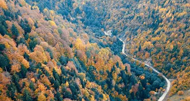 Örümcek Ormanlarında renk cümbüşü
