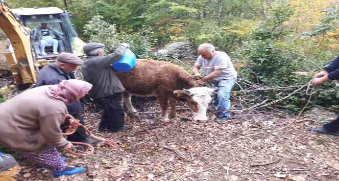 Tokat’ta kayalıklar arasına düşen inek kurtarıldı