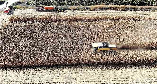 Dane mısır çiftçinin yüzünü güldürdü