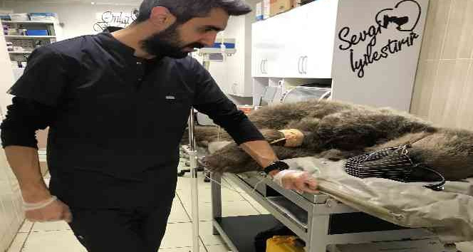 Otomobil çarpan ayı tedavi altına  alındı