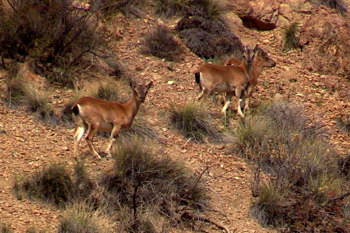 Yaban keçisi sürüsü doğal ortamında görüntülendi