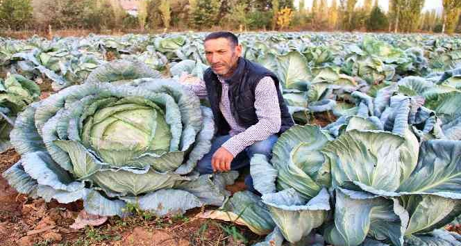 Kahramanmaraş’ta dev lahanalar görenleri şaşırtıyor