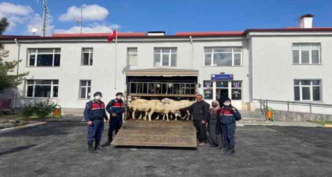 Koyun hırsızları jandarmadan kaçamadı