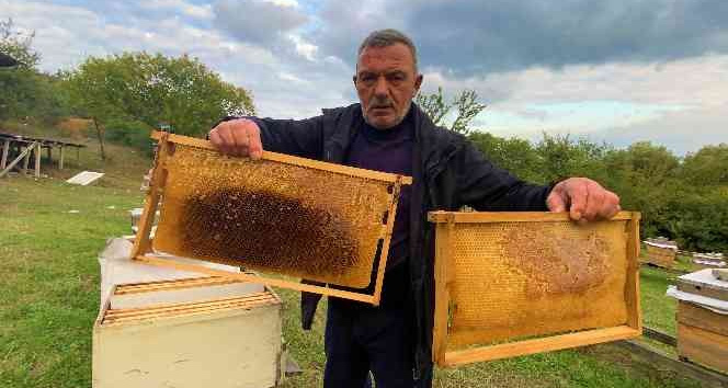 26 kovan içinde 200 kilo balını çaldılar