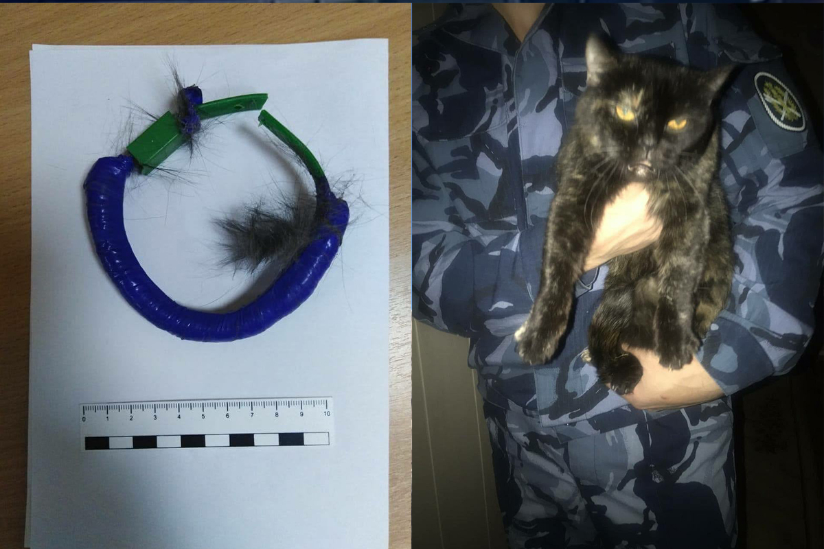 Rusya'da hapishane içinde uyuşturucu taşıyan kedi yakalandı
