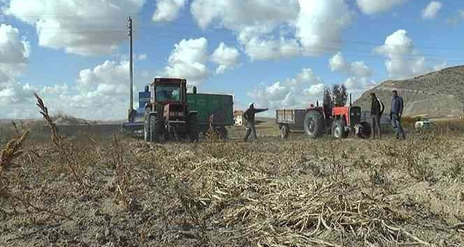 Kuru fasulye çiftçinin yüzünü güldürdü