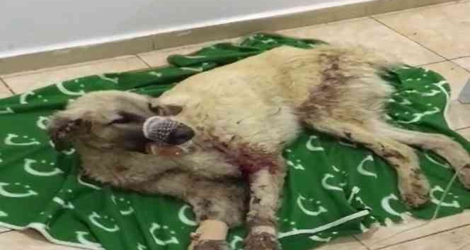 Çenesi kırılan sokak köpeği için seferber oldular