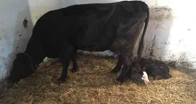 “Muhtar” anlamlı bir günde dünyaya geldi