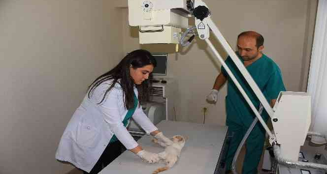 Salihli’de sokak hayvanlarına son teknoloji tedavi hizmeti başladı