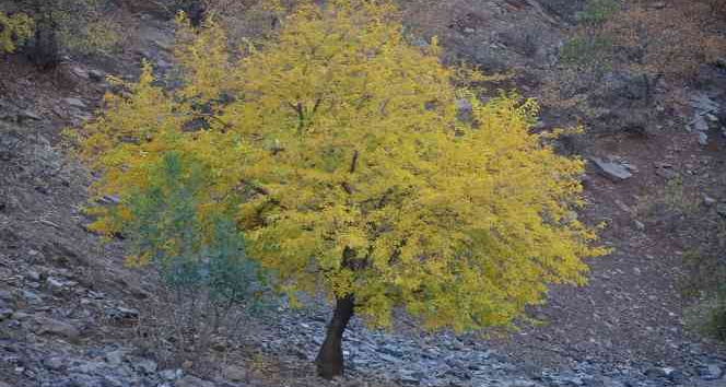 Habur Çayı etrafında ağaçların renk cümbüşü kartpostallık görüntüler oluşturdu