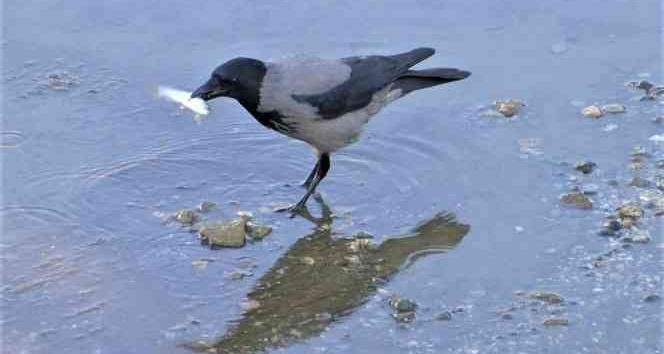 Yeşilırmak’ta kargaların balık avı