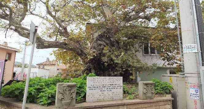 Süleyman Paşa’nın 7 asır önce atını bağladığı anıt ağaç kuruyor
