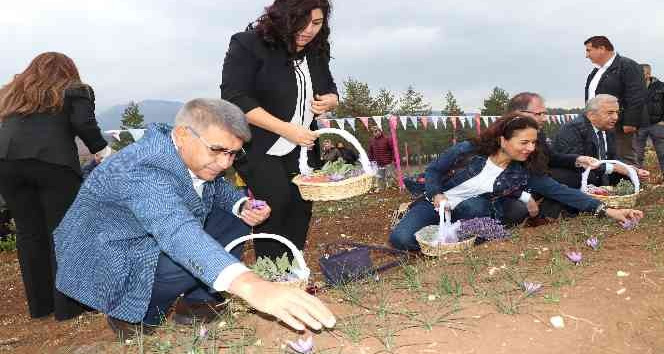5. Safran Festivali safran, lavanta ve ada çayı hasadı ile sona erdi