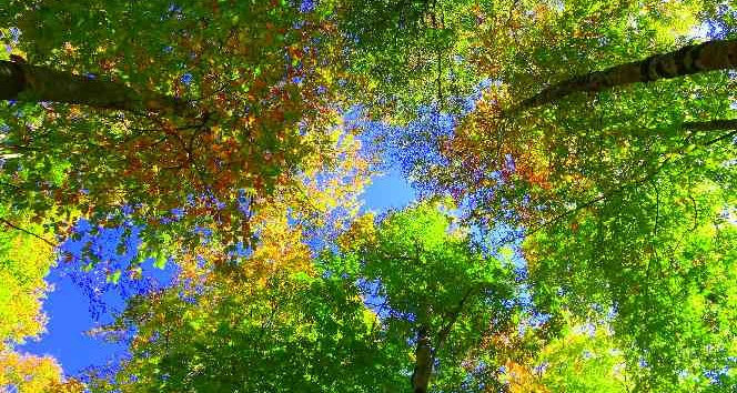 Dumanlı Yaylası’nda renk cümbüşü