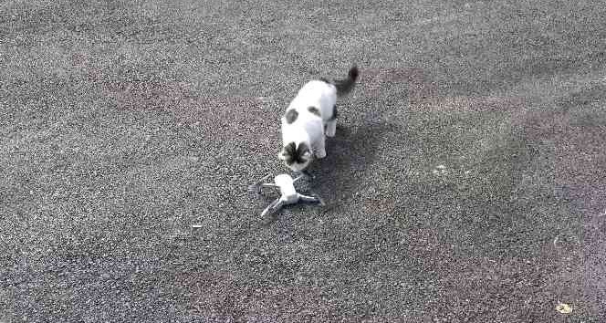 Meraklı kedinin drone ilgisi