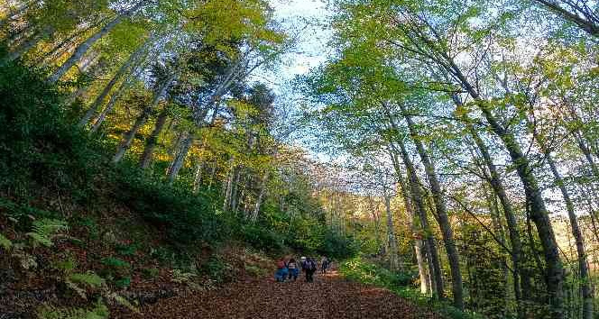 Görsel şöleni görmek için Örümcek Ormanlarına akın ettiler