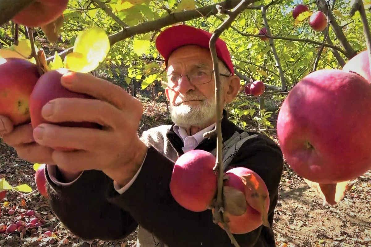 90 yaşına merdiven dayayan ‘elma kurdu’ Ahmet dedenin gözü Külliye&#039;de