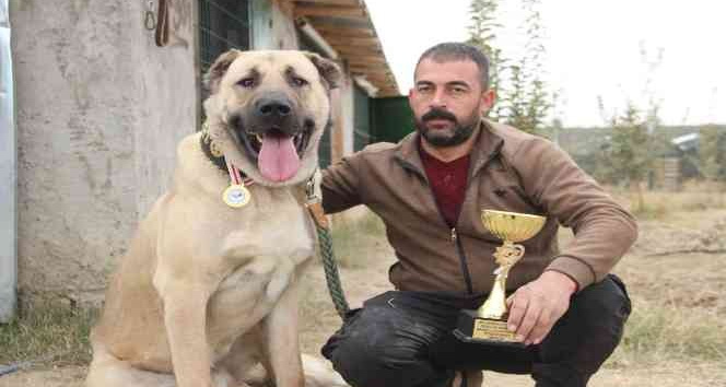 Türkiye’nin en iyi Anadolu Çoban Köpeği Karaman’dan seçildi