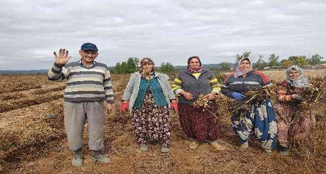 Edirne’de 120 yıldır ekilen fıstığın hasadına başlandı