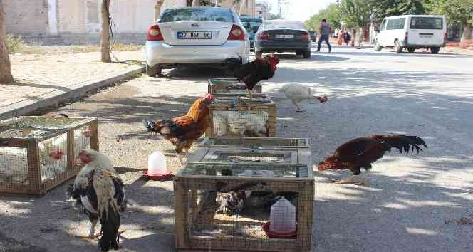 Pandemide tavuk yetiştiriciliği arttı