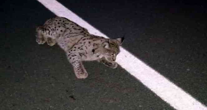 Yaralı vaşak tedavisinin ardından doğaya bırakıldı